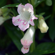 Penstemon Pensham Capricorn Moon